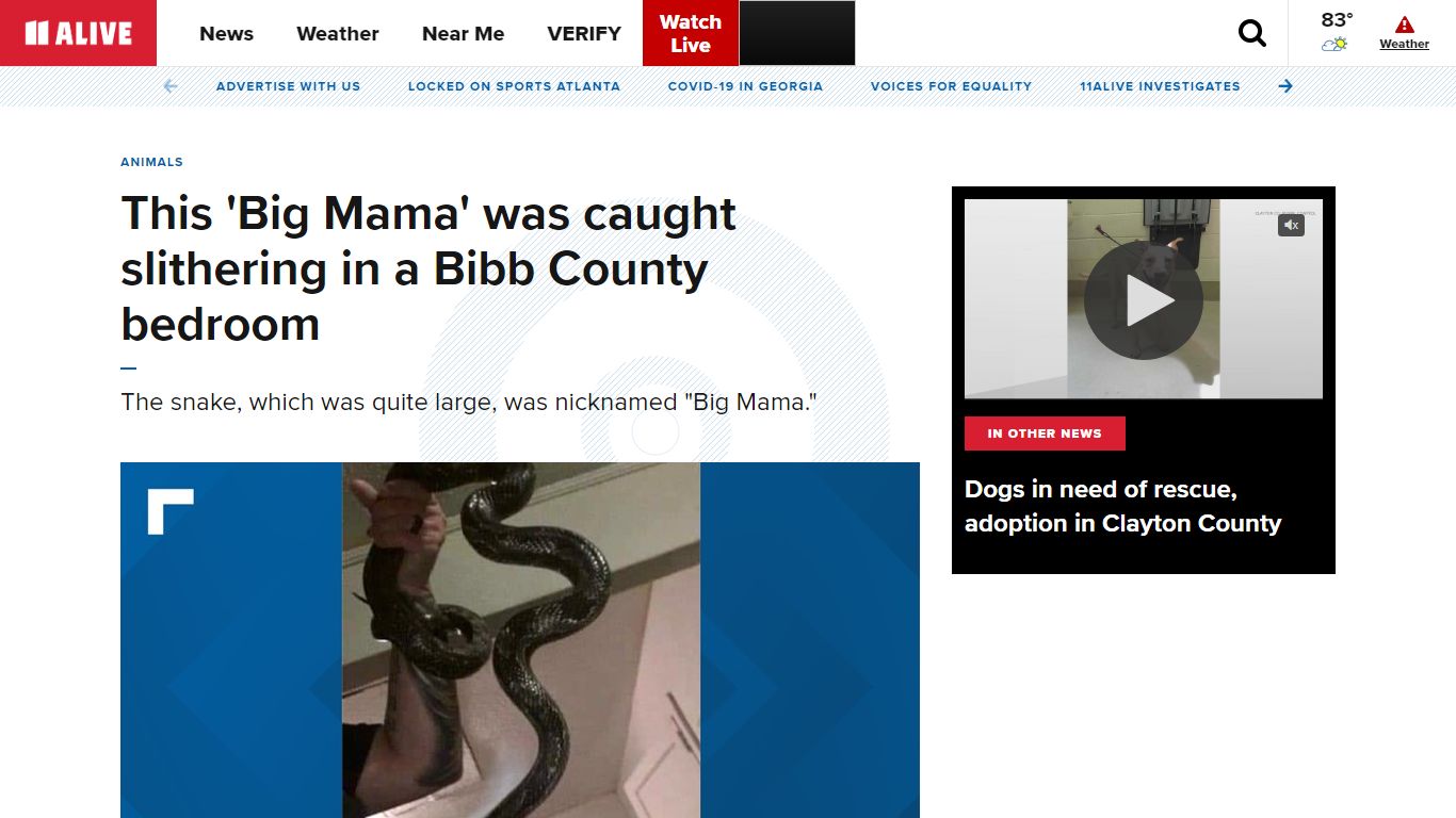Bibb County Sheriff's Office big snake | 11alive.com